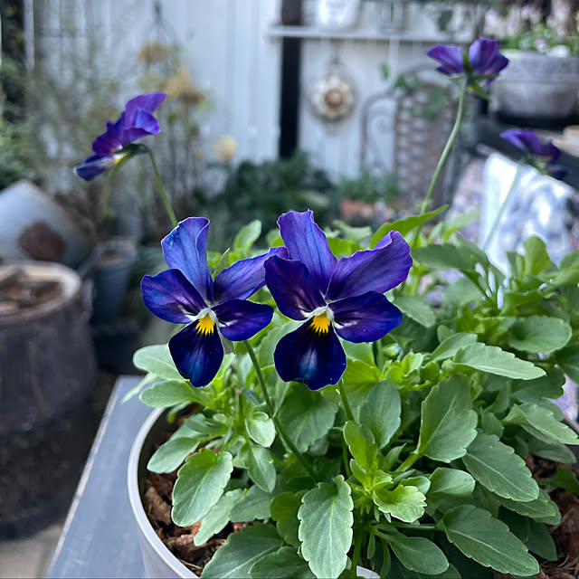 shiropenguinさんの実例写真