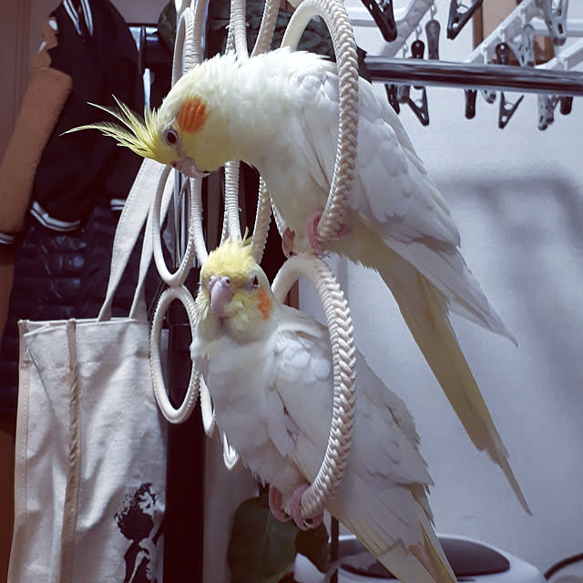 ANTENNAさんの実例写真