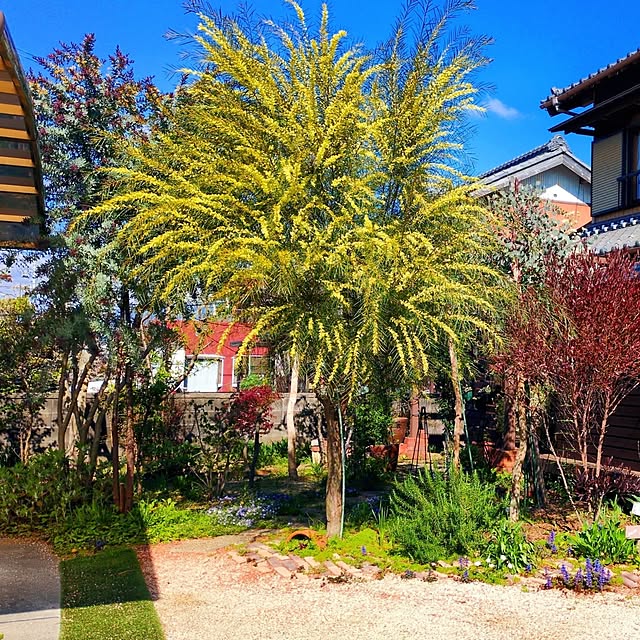 Toraziさんの実例写真