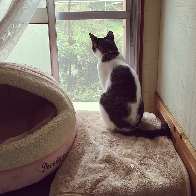 Shihoさんの実例写真