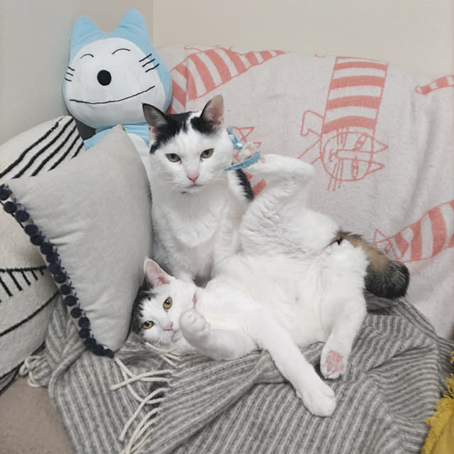 yuuさんの実例写真