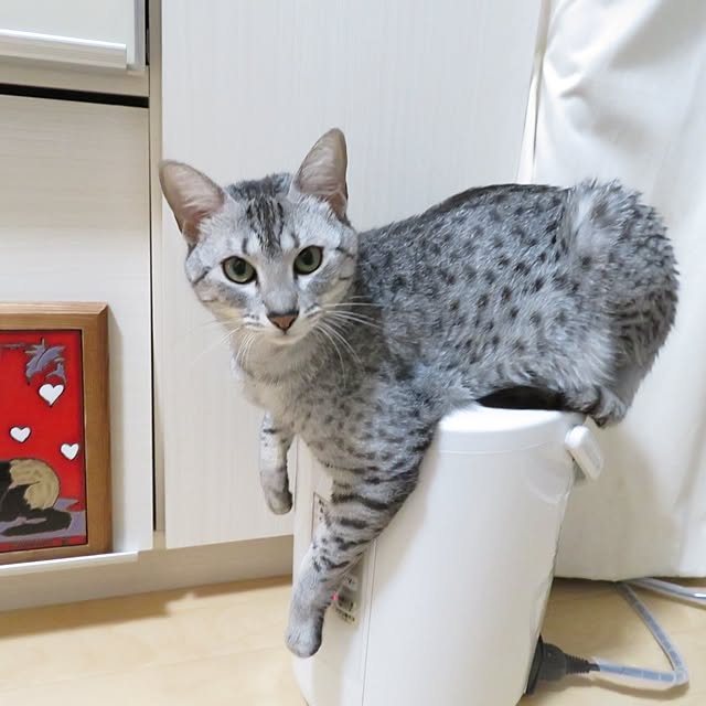 Moeさんの実例写真