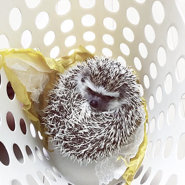 ku_ra_shi_さんの実例写真