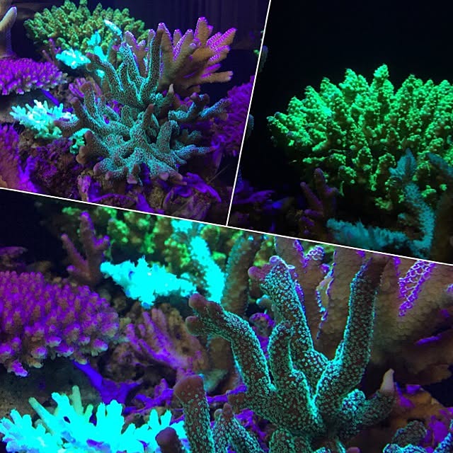 aquarium_seaさんの実例写真