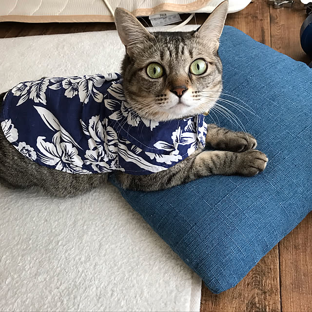 NEKOARUKIさんの実例写真
