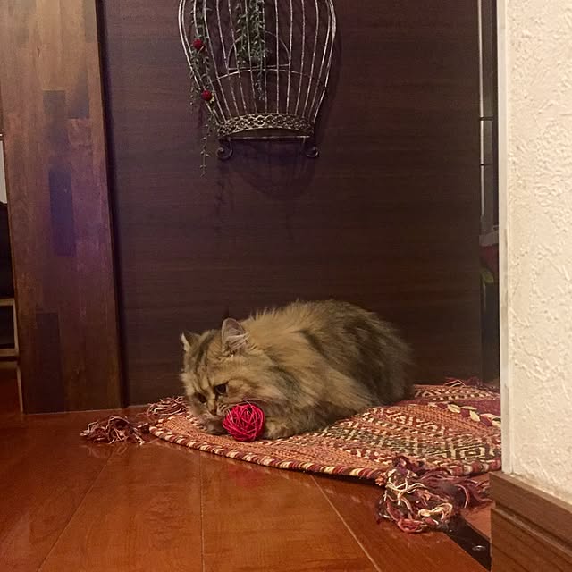butachanさんの実例写真