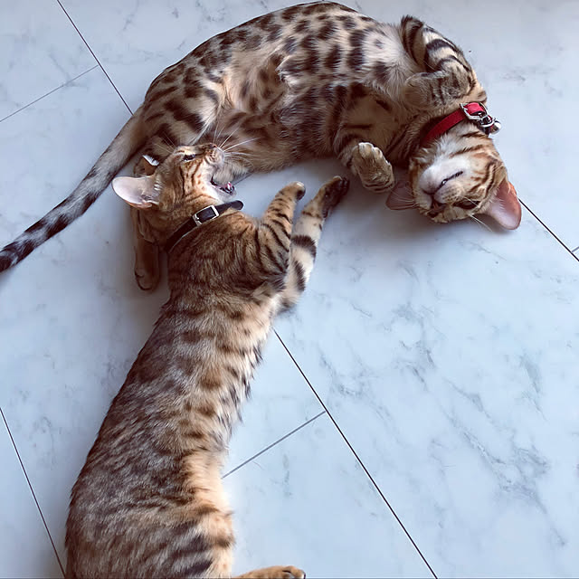 iranさんの実例写真
