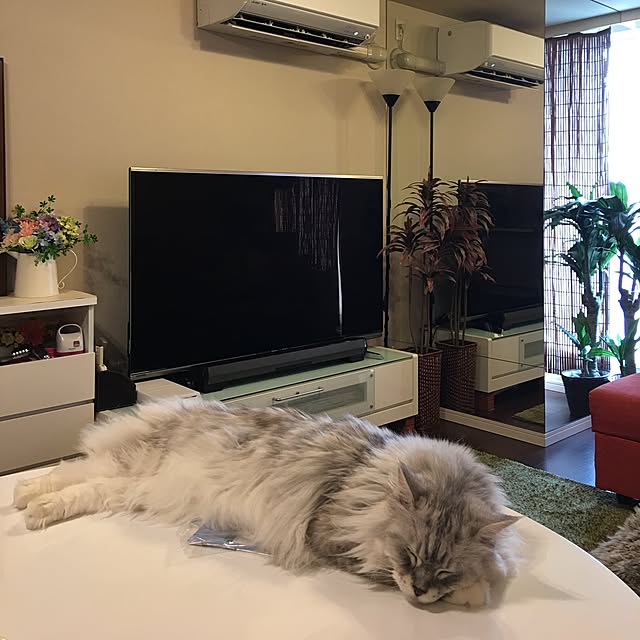 Chitoseさんの実例写真
