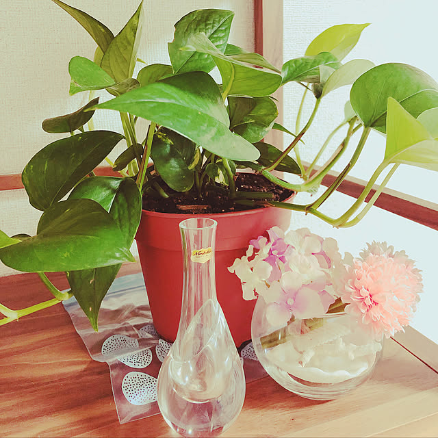 一人暮らし/観葉植物/アンティーク/IKEA/リビングのインテリア実例 - 2019-06-01 21:58:58