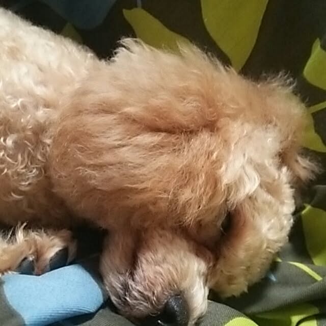 Hitomiさんの実例写真