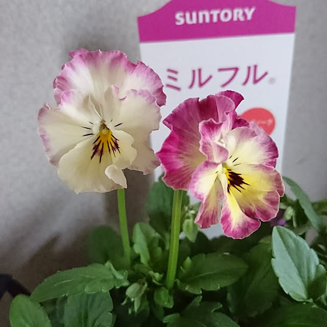 kuremaさんの実例写真