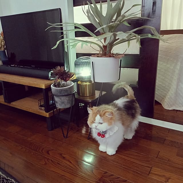 amutantanさんの実例写真