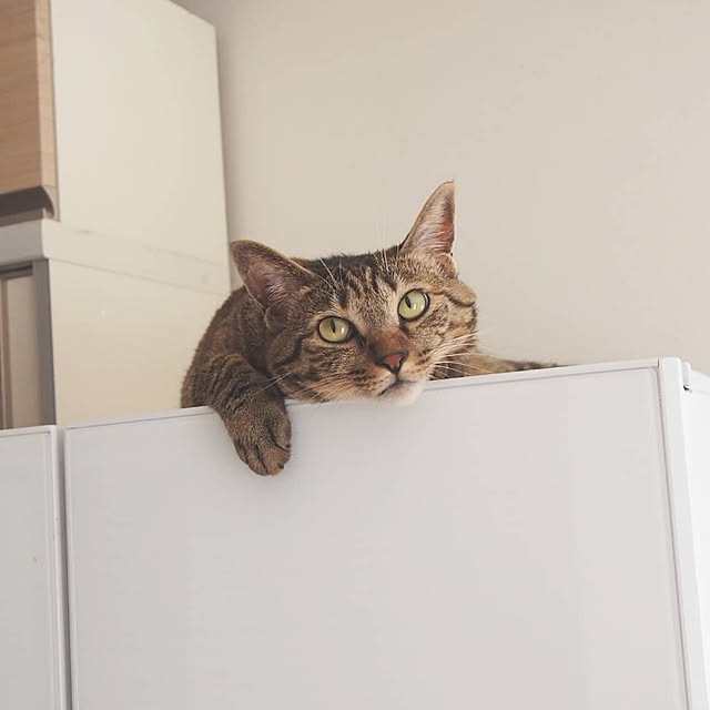 Toiroさんの実例写真