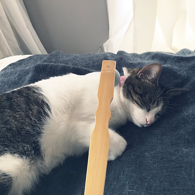 Shihoさんの実例写真