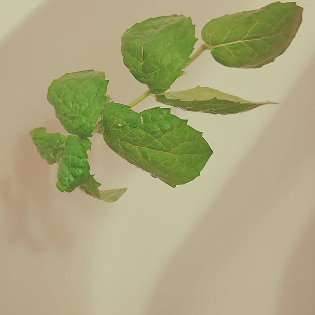 kasuさんの実例写真