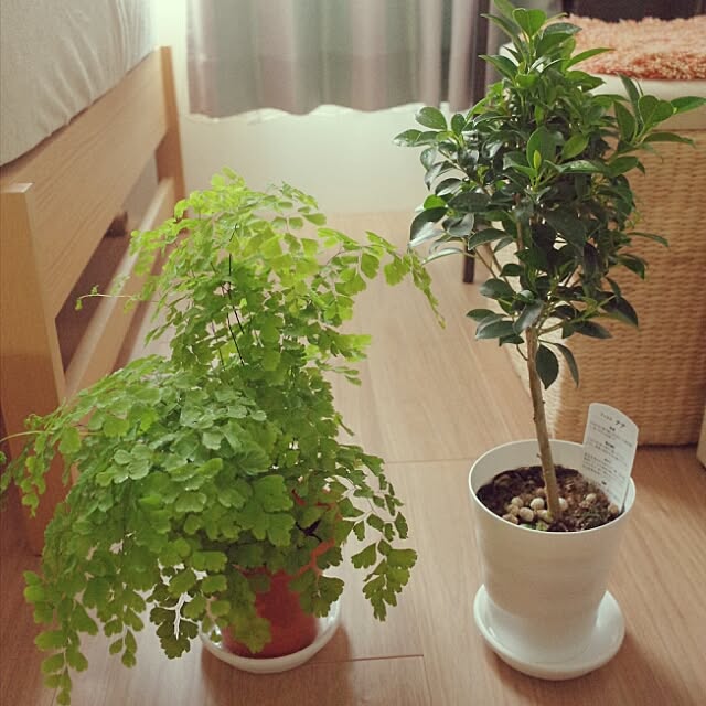 Nanakoさんの実例写真