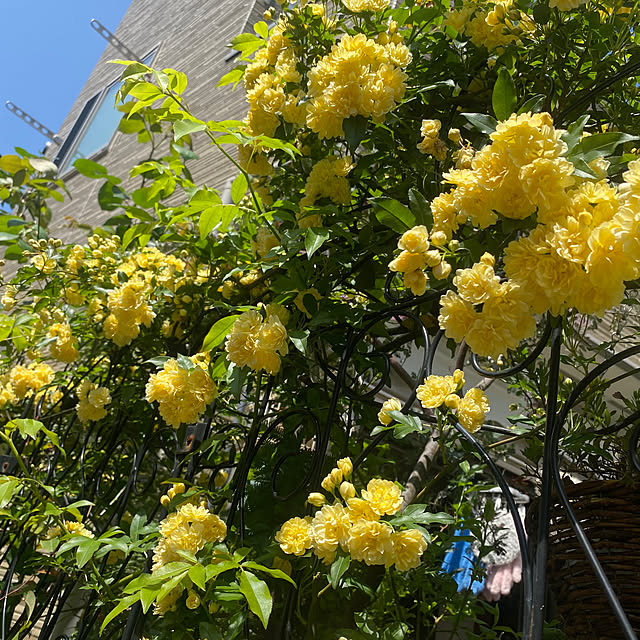 fu-mufumuさんの部屋