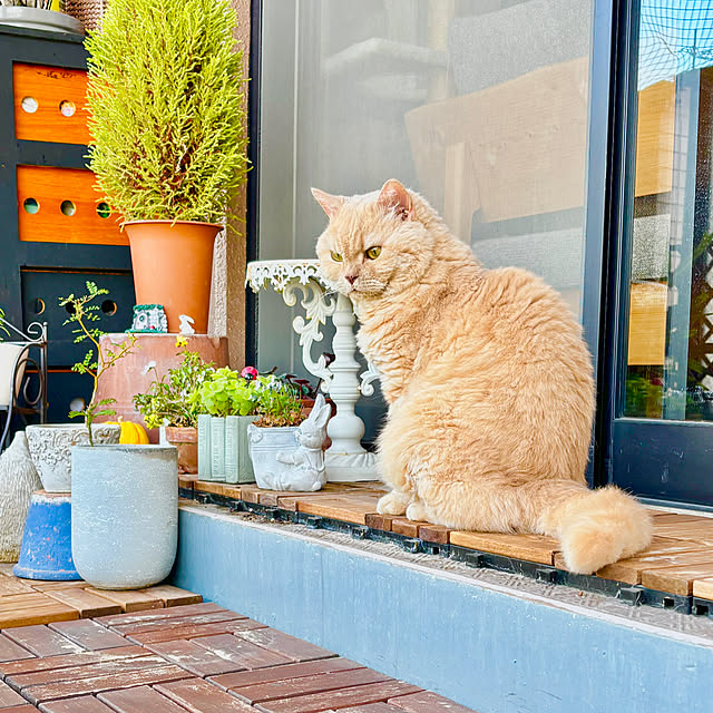 naokoさんの実例写真