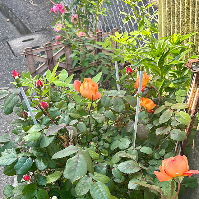 SIELUさんの部屋