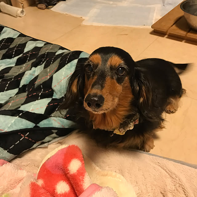 putiさんの実例写真