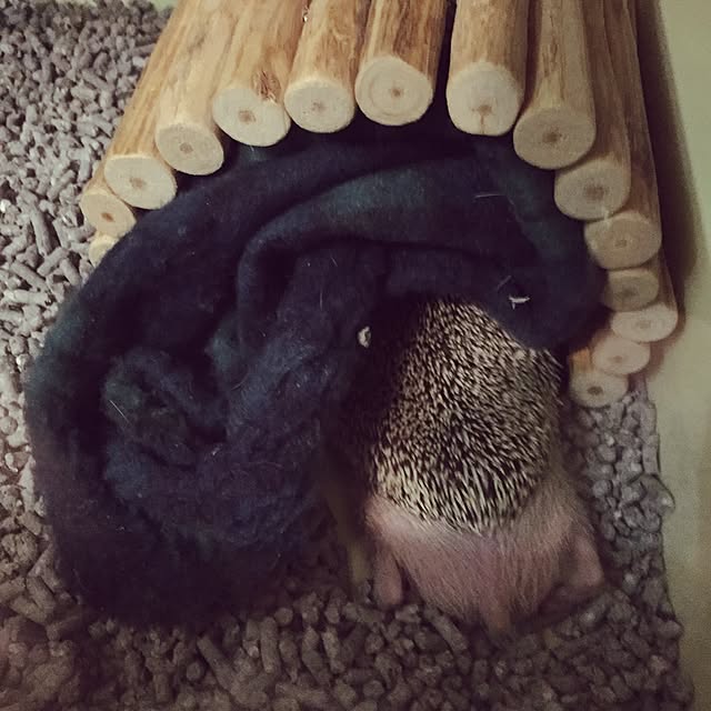 yu_kiさんの実例写真