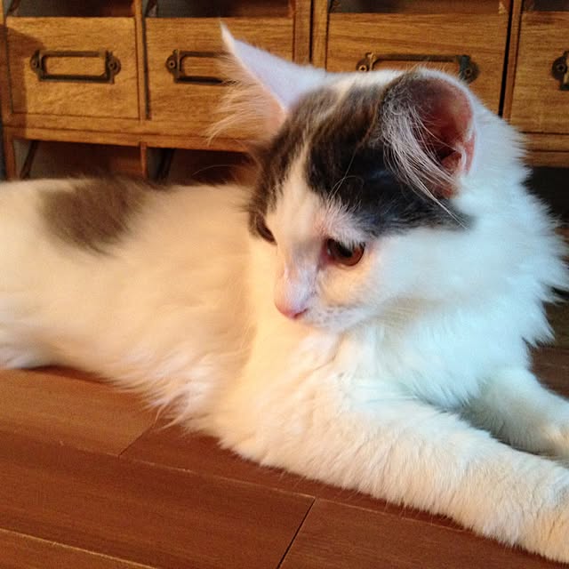 fuuさんの実例写真