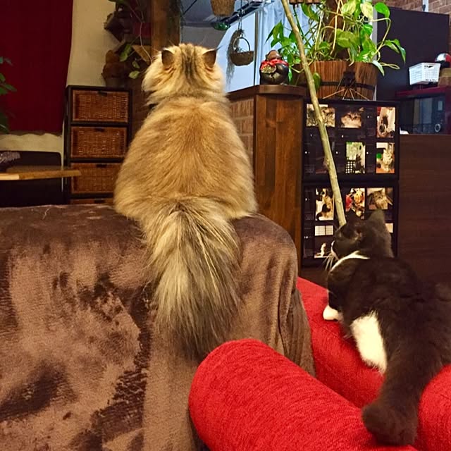 butachanさんの実例写真