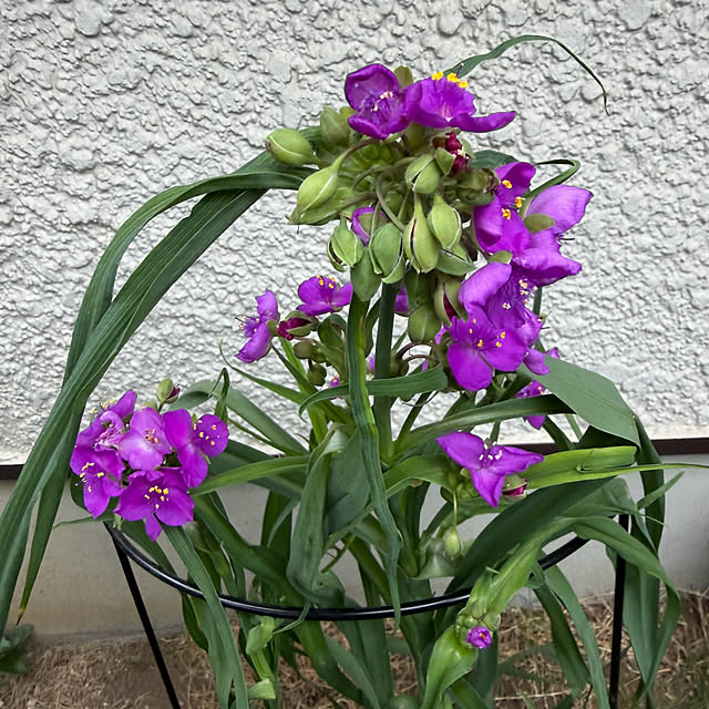 mamizaさんの部屋