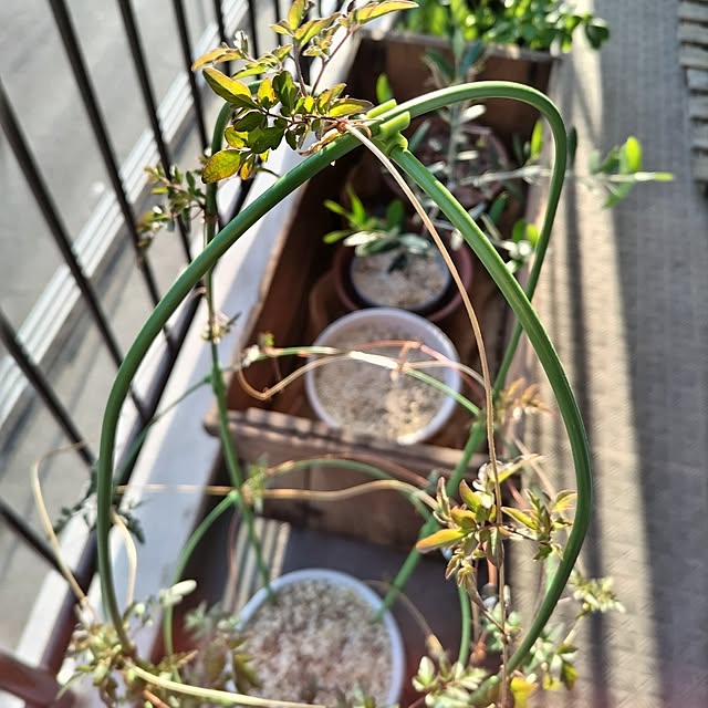 mi-saさんの部屋