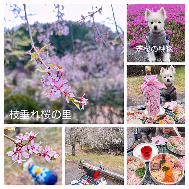 akaidarumaさんの部屋