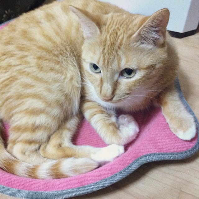 Yasumiさんの実例写真
