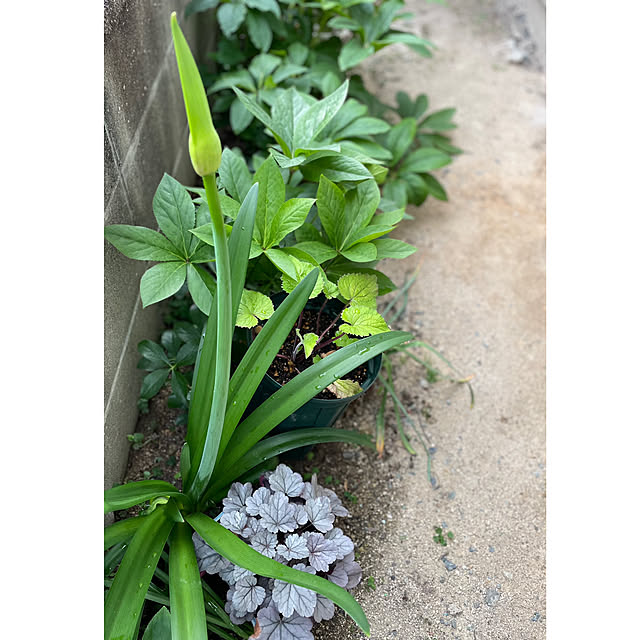 buchiさんの部屋