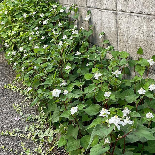 nobikoさんの部屋