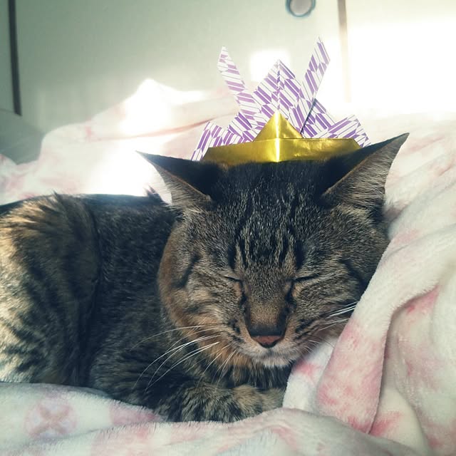 kittenblueさんの実例写真