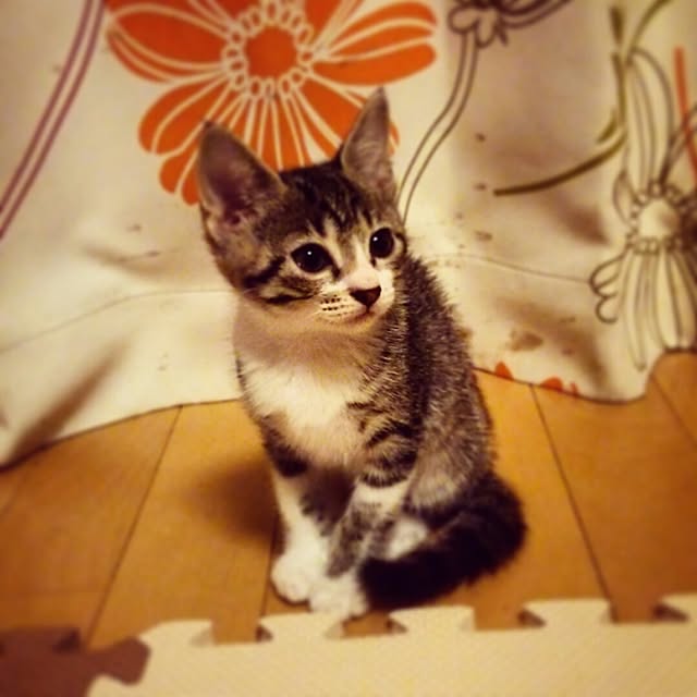 maruさんの実例写真