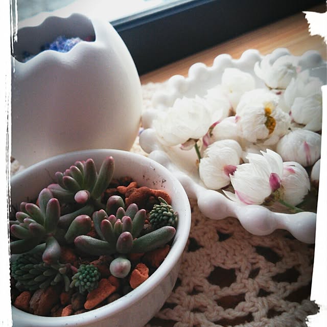 キッチン/セリア/植物/多肉植物のインテリア実例 - 2015-02-16 23:25:01