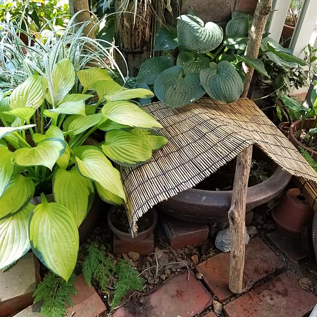 midoriさんの部屋