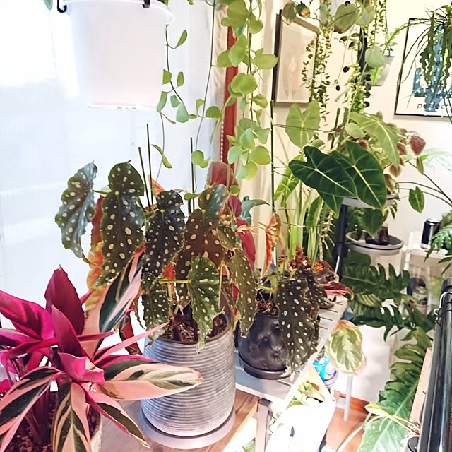ot-gardenさんの部屋