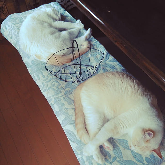 posauruさんの実例写真