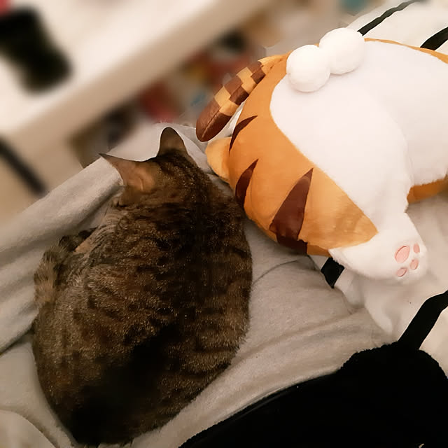 CinqinTWさんの実例写真