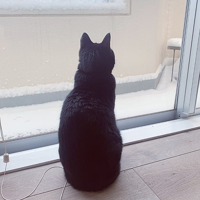 Blackcatさんの実例写真
