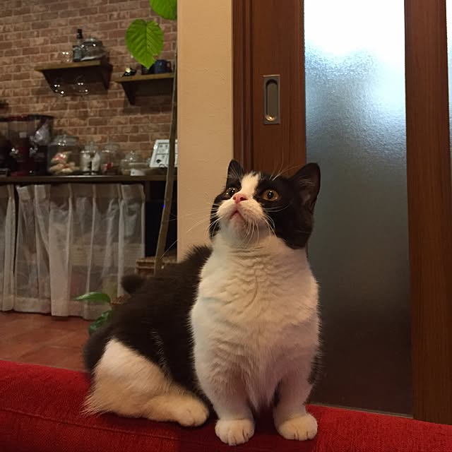 butachanさんの実例写真