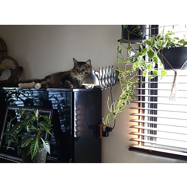 jnkaiさんの実例写真