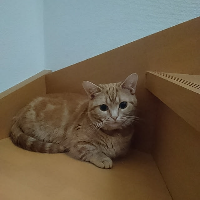 shinobuさんの実例写真
