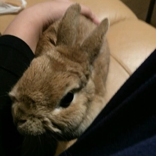 acaさんの実例写真