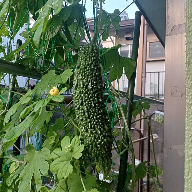tuushiさんの実例写真