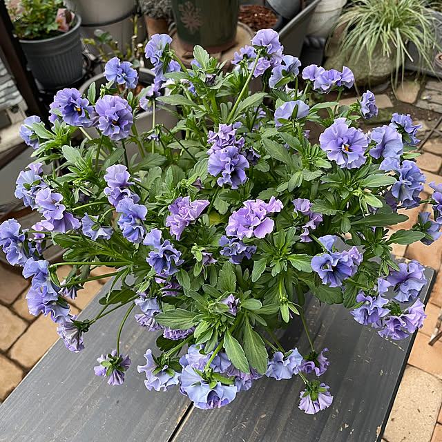 shiropenguinさんの部屋