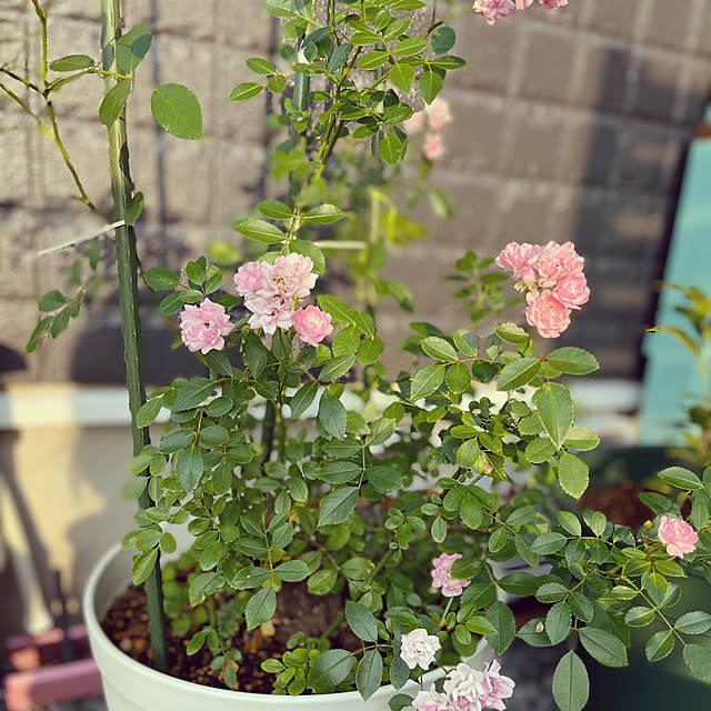 Marianoさんの部屋