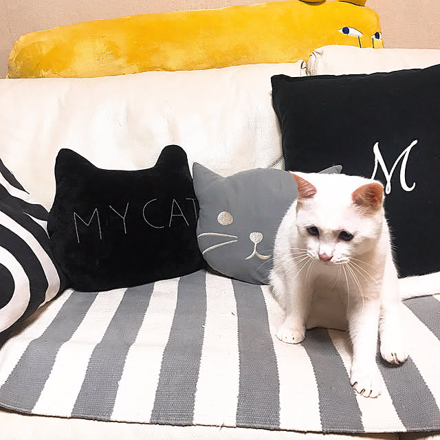 nyanko-beamさんの実例写真