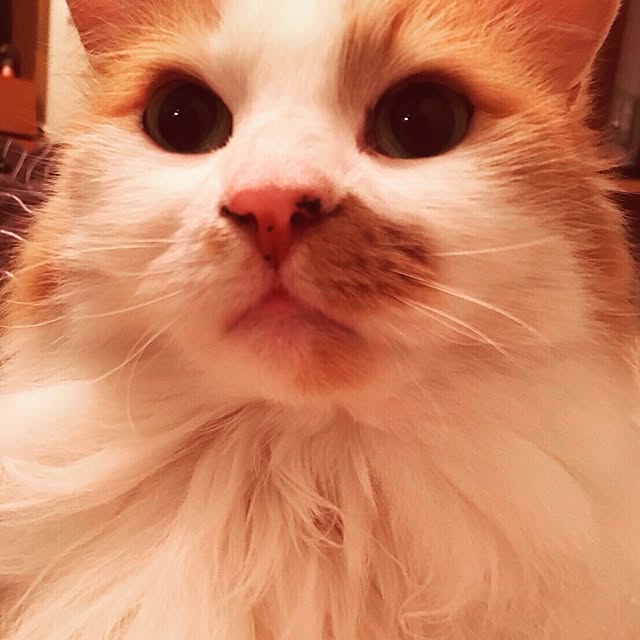 leeさんの実例写真